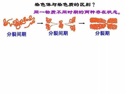 染色质被什么性染料染色最多 染色质被什么性染料染色-图3