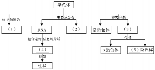 染色体是被碱性染料染色吗_染色体被什么碱性染料染色-图3