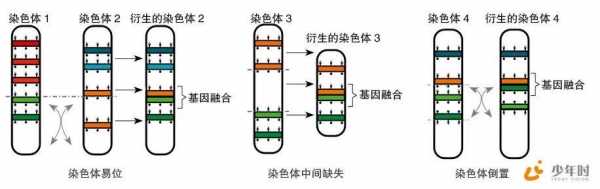 染色体易被碱性染成什么颜色-图3