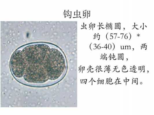 虫卵是什么染色的染料图片_虫卵的卵是什么结构-图1