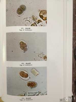 虫卵是什么染色的染料图片_虫卵的卵是什么结构-图3