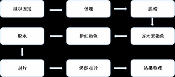 伊红染料染色后的细胞,伊红染色步骤 -图2