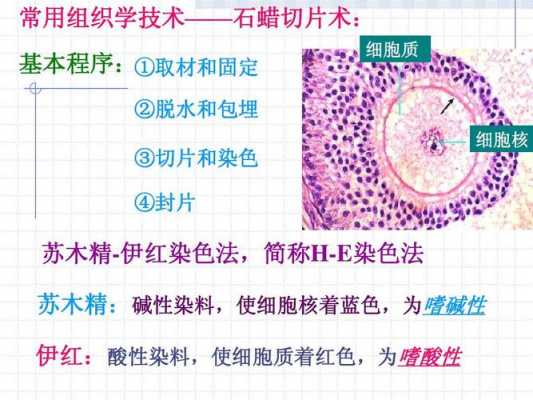 伊红染料染色后的细胞,伊红染色步骤 -图3