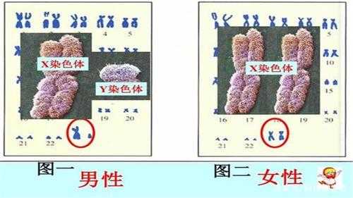 y染色体表达什么 y染色体染料-图2