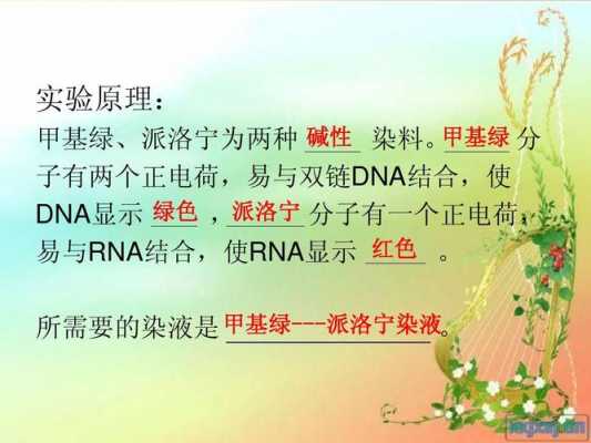 核酸的染色方法优缺点比较 核酸染料使dna染色的原理-图1