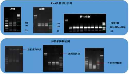 rna染色的荧光染料_rna荧光检测-图2