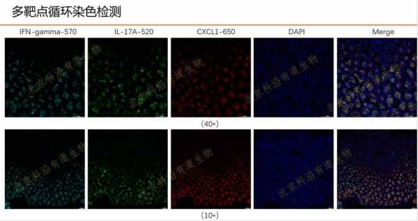 免疫荧光染色的染料,免疫荧光染色后应在哪种显微镜下观察结果 -图2