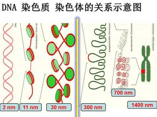 染色质被碱性染料染色的原理 染色体碱性染料染色时-图3