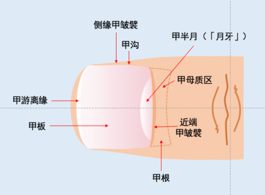 指甲甲床甲根受损怎么修复,指甲甲床甲根受损怎么修复好 -图2