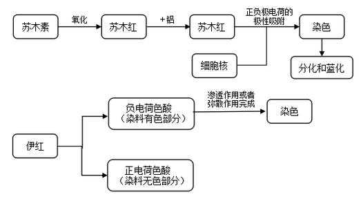 细胞质酸性染料染色,细胞中的染色质 -图2