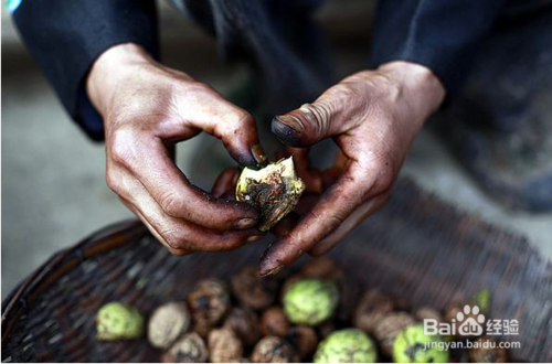 青皮核桃汁怎么做染料染色_青皮核桃汁怎么做染料染色快-图3