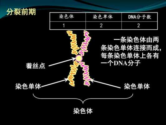 染dna的染料及染色机理有哪些-图1