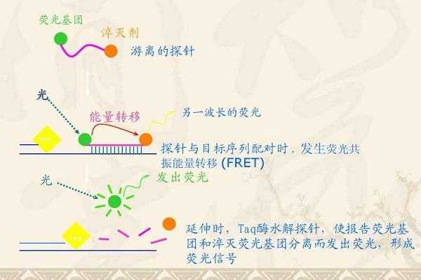 dna荧光染色法-RNA荧光染料染色原理-图2