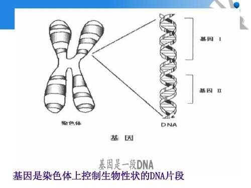  dna能被酸性还是碱性染料染色「dna在酸性溶液中变性」-图1