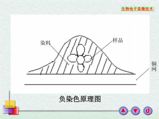 负染色法染料不使细菌着色_负染色法的原理-图2