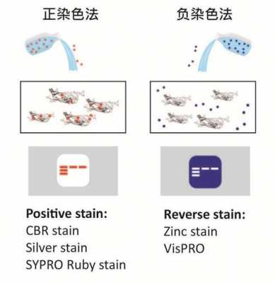 负染色法染料不使细菌着色_负染色法的原理-图1