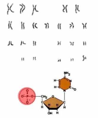 吉萨姆染料染染色体结果,吉姆萨染色具体步骤 -图3