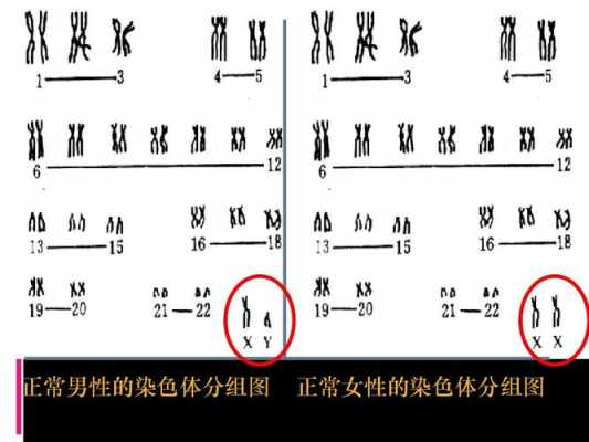  染色体的主要成分碱性染料「染色体所含的碱性成分」-图2