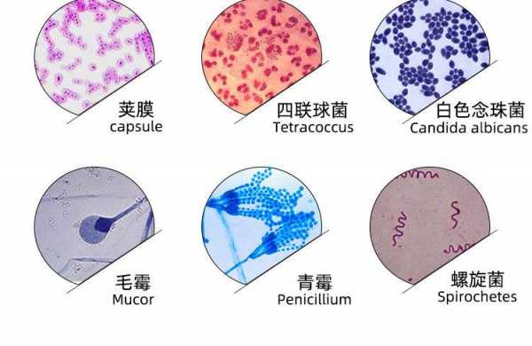 细菌染色用什么-图2