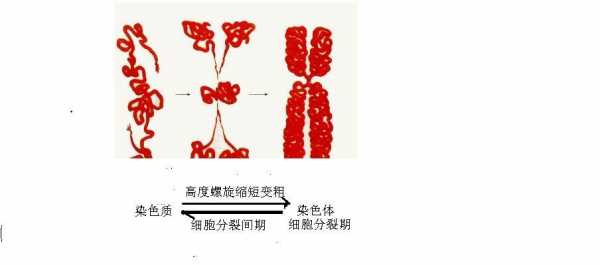 碱性染料与染色体的关系_染色质的碱性染料-图3