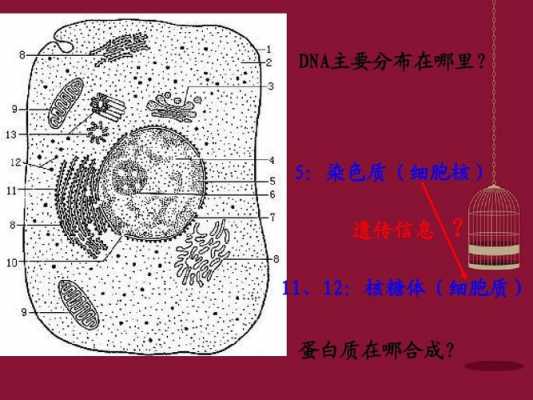 核糖体是否含有染色质染料-图2