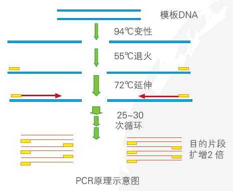 pcr中用什么染料染色DNA,pcr要用到什么酶 -图2