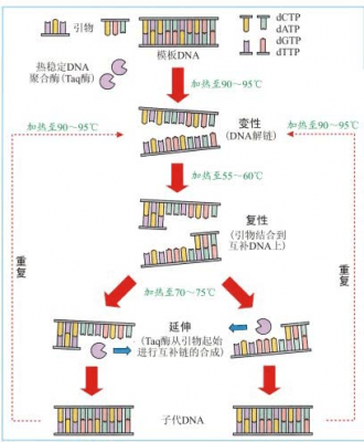 pcr中用什么染料染色DNA,pcr要用到什么酶 -图1