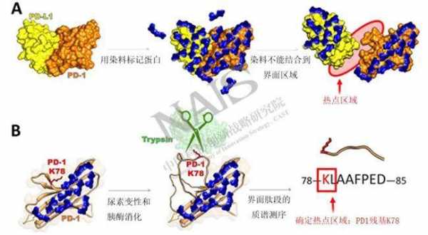 蛋白质纤维染色染料,蛋白质纤维与活性染料发生反应的基团主要是 -图1