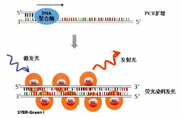 dna染料及其染色机理（dna染色剂有哪些）-图2