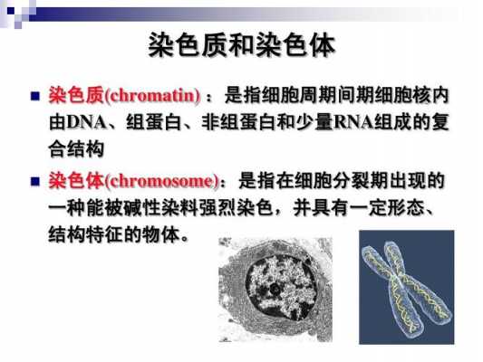 染色体可以被什么染料-图3