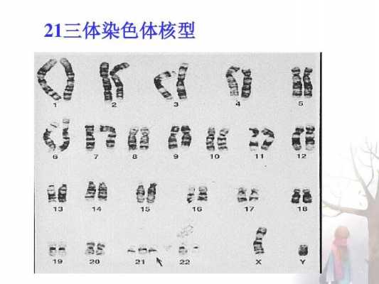 HE染色体的染料是什么（he染色体是怎么染的）-图1