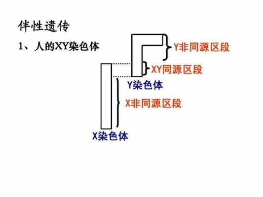 HE染色体的染料是什么（he染色体是怎么染的）-图2