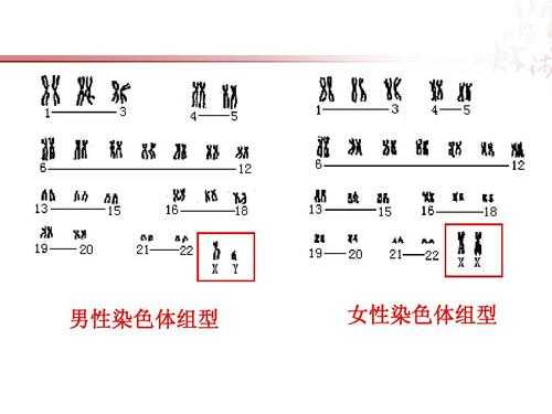 HE染色体的染料是什么（he染色体是怎么染的）-图3