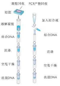 染色染料对dna胶回收的影响有哪些-染色染料对dna胶回收的影响-图2