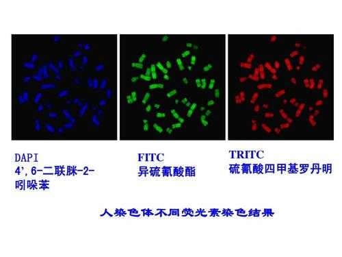 fitc荧光染料染色部位,fda荧光染色液配制 -图1