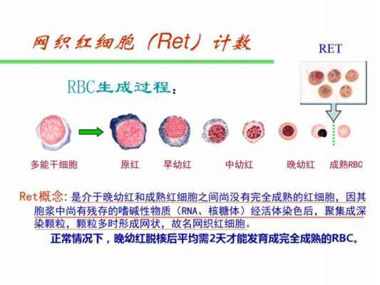 瑞特染色是使用的染料是_瑞特染色时错误的是-图3