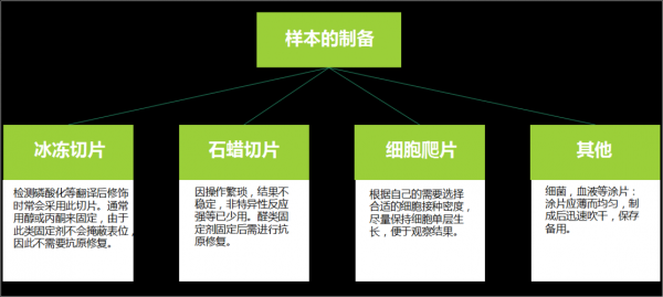 冰冻切片荧光染料染色流程（冰冻切片的制作和荧光免疫实验）-图2