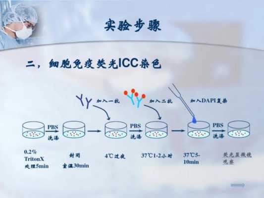 冰冻切片荧光染料染色流程（冰冻切片的制作和荧光免疫实验）-图1