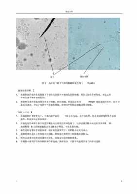 能将线粒体染色的活性染色剂及现象 线粒体专一染色的活性染料-图3