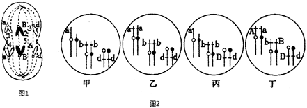 只含一个染色体组的细胞-图1