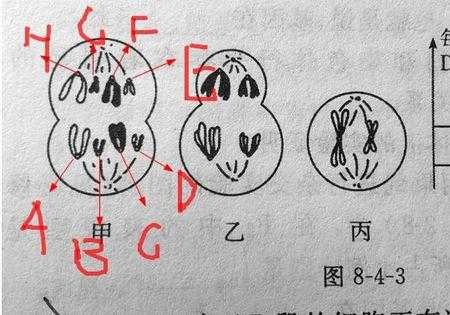 只含一个染色体组的细胞-图3