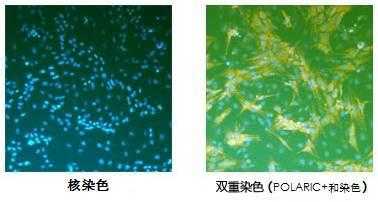 能给活细胞染色的活性染料（能给活细胞染色的活性染料有哪些）-图1