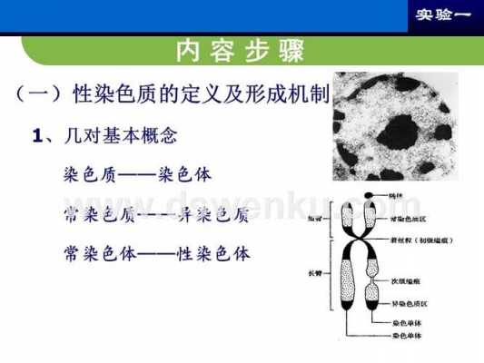 异染色质碱性染料_异染色质染色深还是浅-图1