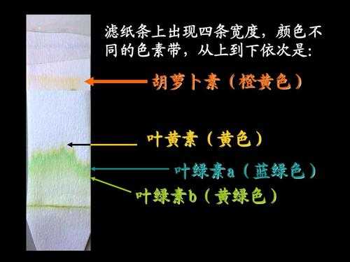 叶绿体能被碱性染料染色吗 叶绿体能被碱性染料染色-图1