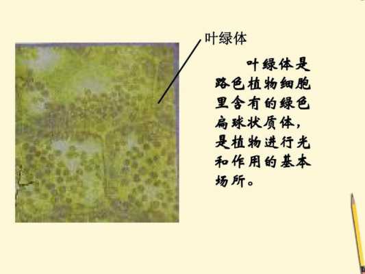 叶绿体能被碱性染料染色吗 叶绿体能被碱性染料染色-图2