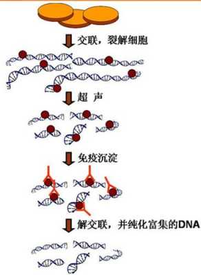 染色质扩散法-图3