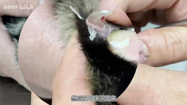  可爱猫咪修复指甲「给猫猫修指甲」-图2