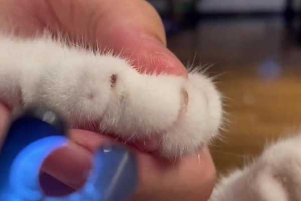  可爱猫咪修复指甲「给猫猫修指甲」-图1