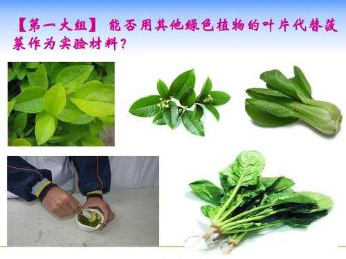 怎么提取植物染色剂的染料（怎样提取植物的颜色染色）-图3