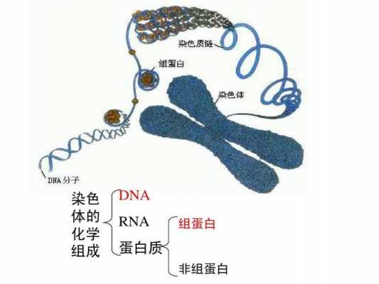 rna染料染色原理,rna染色后是什么颜色 -图2